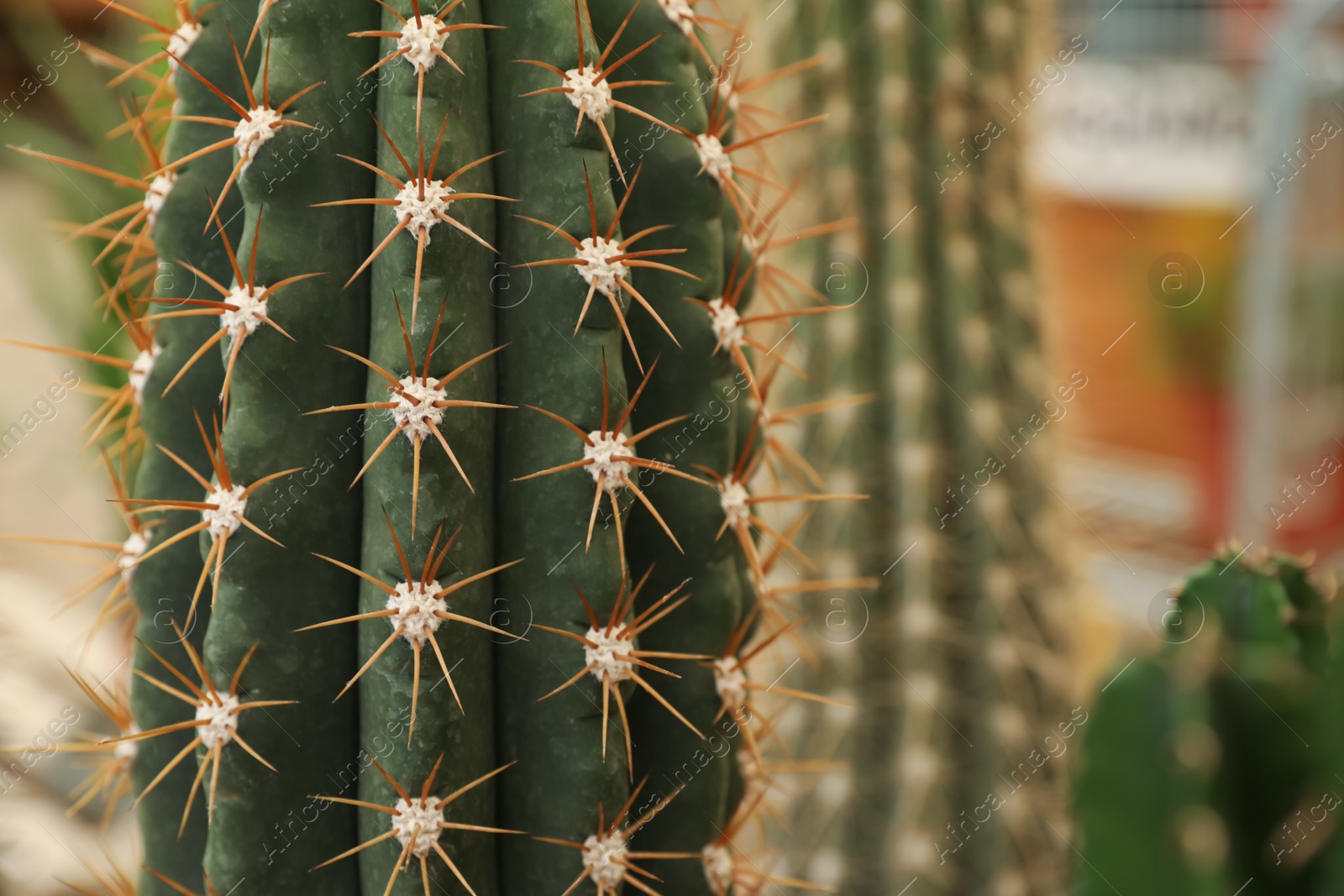 Photo of Closeup view of beautiful cactus on blurred background. Space for text