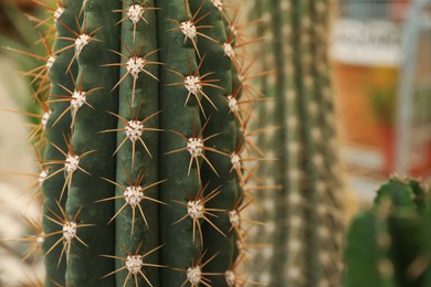 Photo of Closeup view of beautiful cactus on blurred background. Space for text