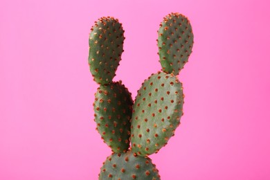 Photo of Beautiful green Opuntia cactus on pink background