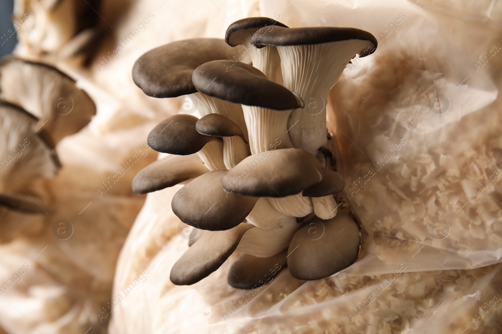 Photo of Oyster mushrooms growing in sawdust, closeup. Cultivation of fungi