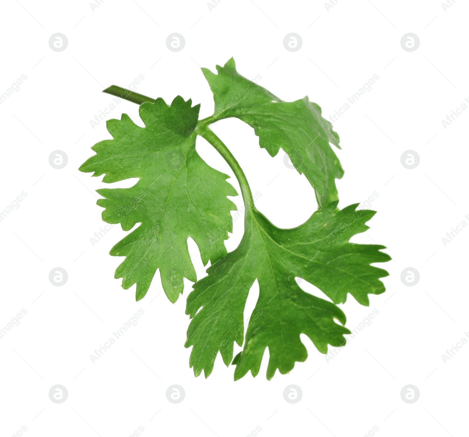 Photo of Fresh green coriander leaves isolated on white