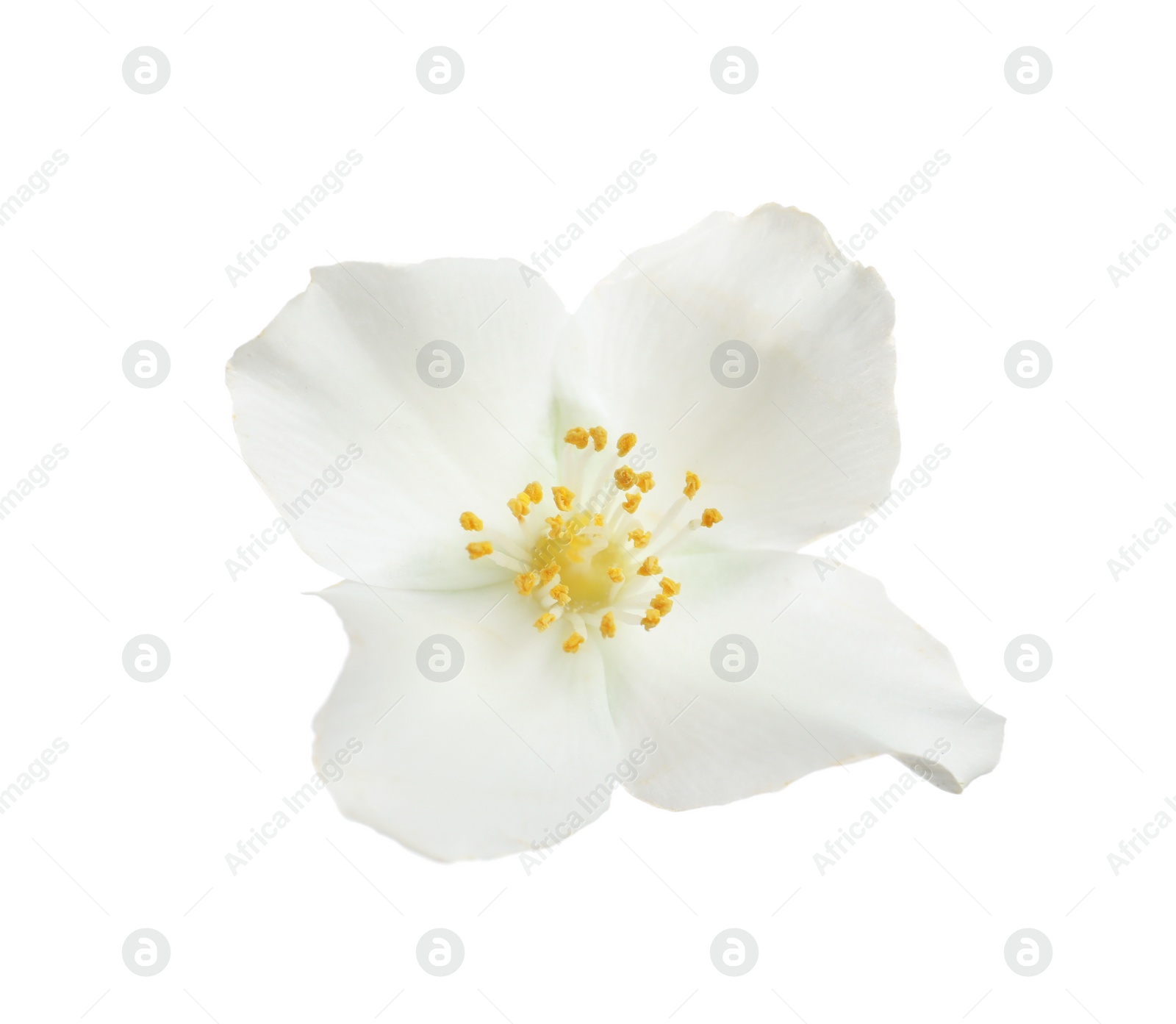 Photo of Beautiful flower of jasmine plant isolated on white