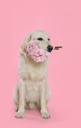 Photo of Cute Labrador Retriever with beautiful peony flowers on pink background