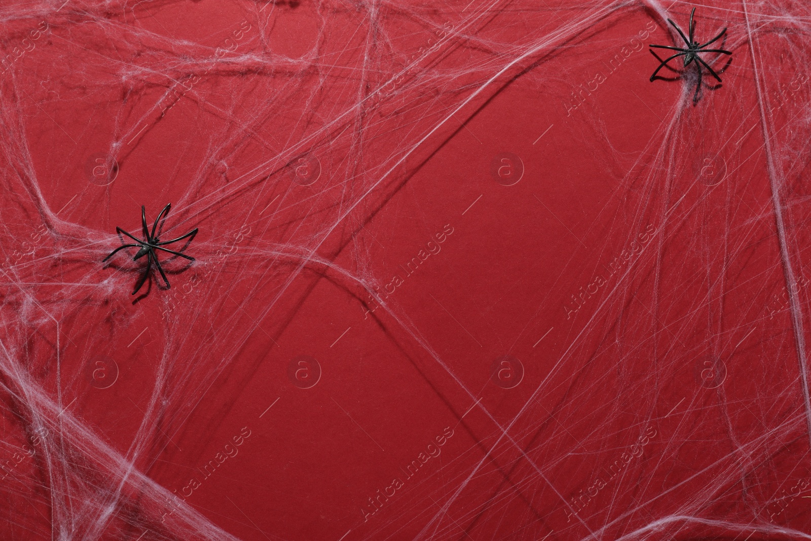 Photo of Cobweb and spiders on red background, top view