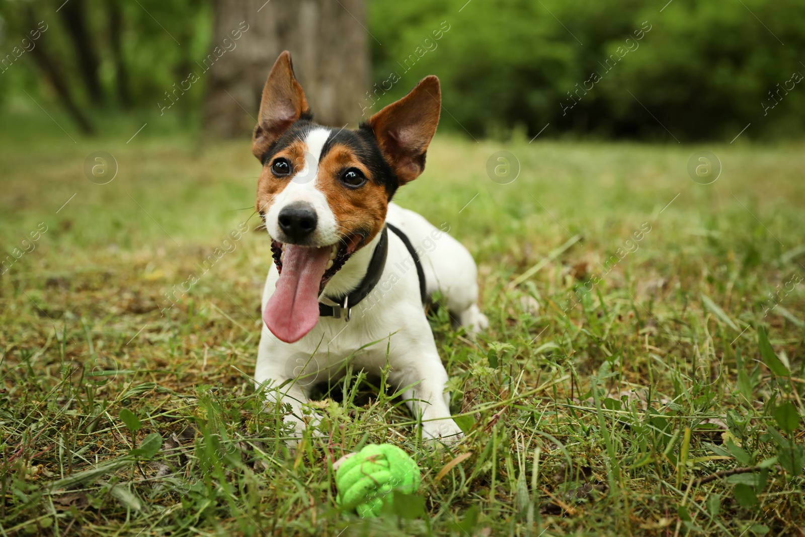 Photo of Adorable Jack Russell Terrier playing with dog toy in park