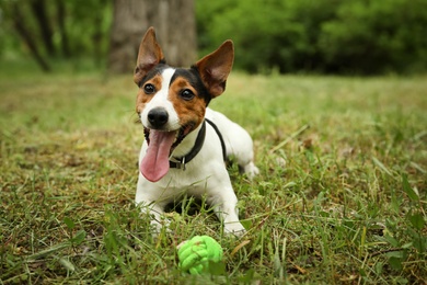 Photo of Adorable Jack Russell Terrier playing with dog toy in park