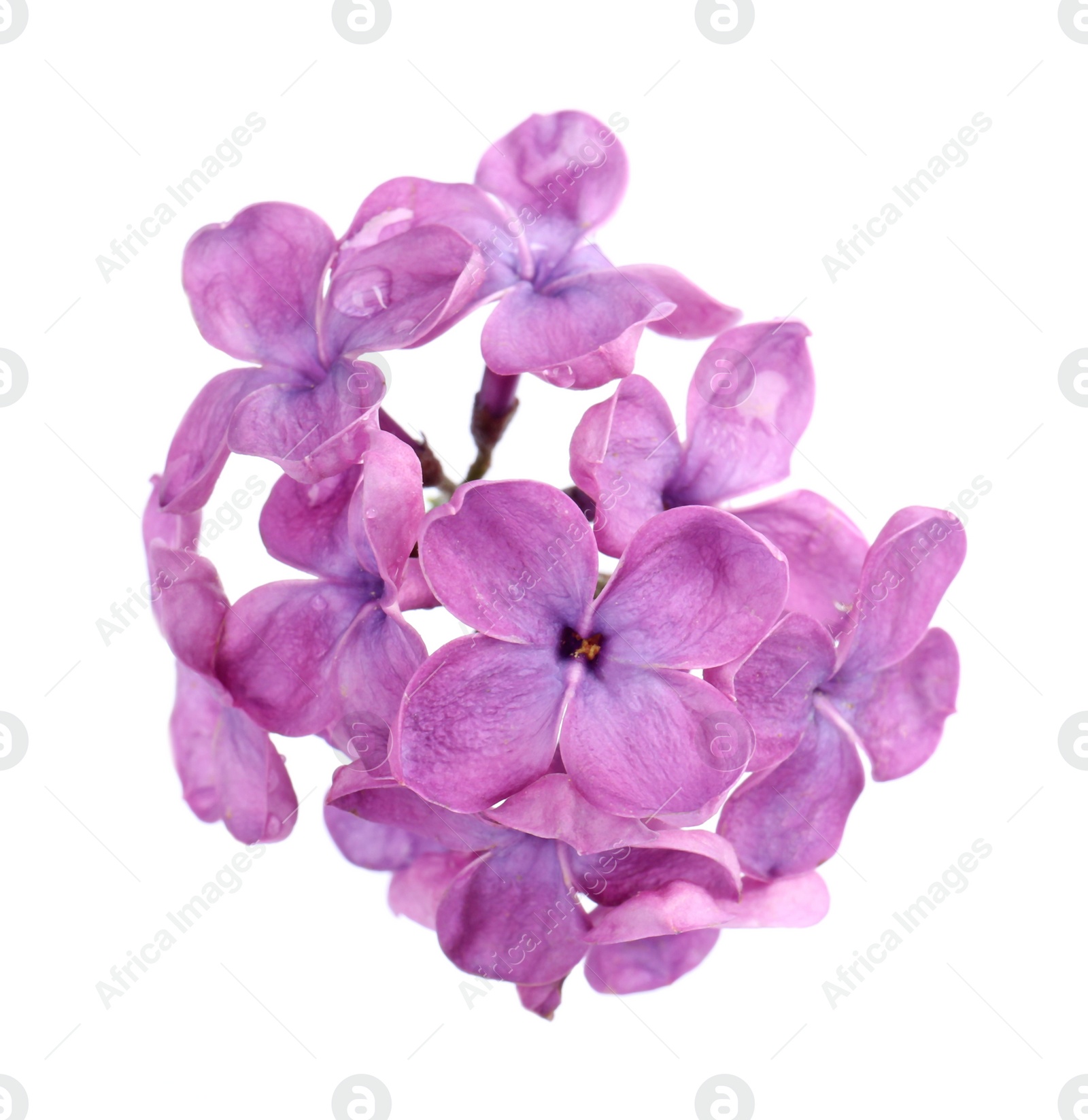 Photo of Beautiful fragrant lilac flowers on white background