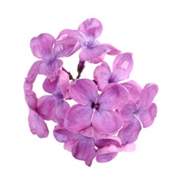 Photo of Beautiful fragrant lilac flowers on white background