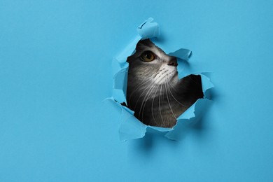 Photo of Cute cat looking through hole in light blue paper