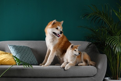 Cute Akita Inu dogs on sofa in room with houseplants