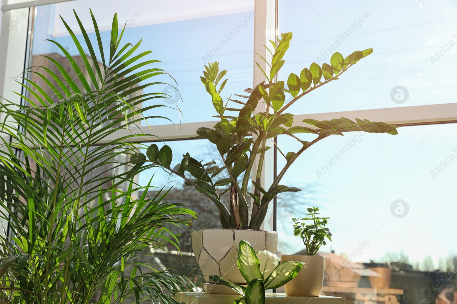 Photo of Different green potted plants near window at home