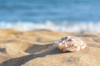 Photo of Beautiful seashell on sandy beach near sea, closeup. Space for text
