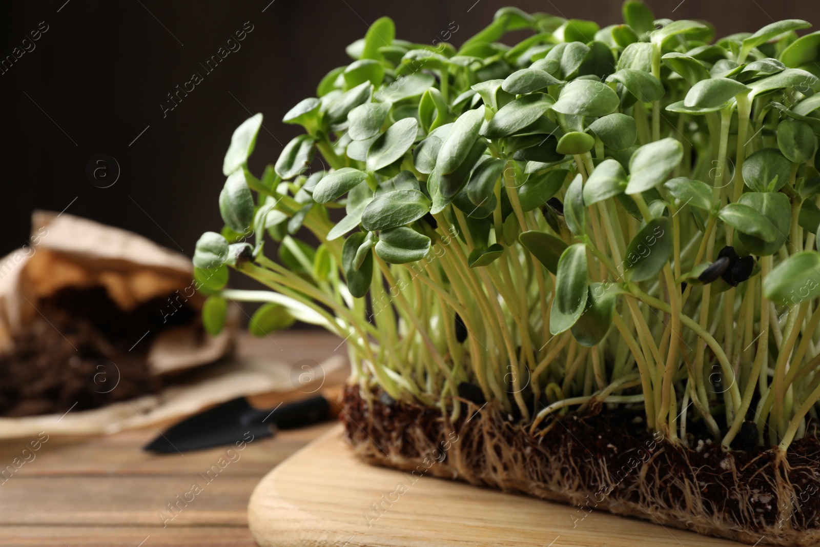 Photo of Fresh organic microgreen on wooden table, closeup view