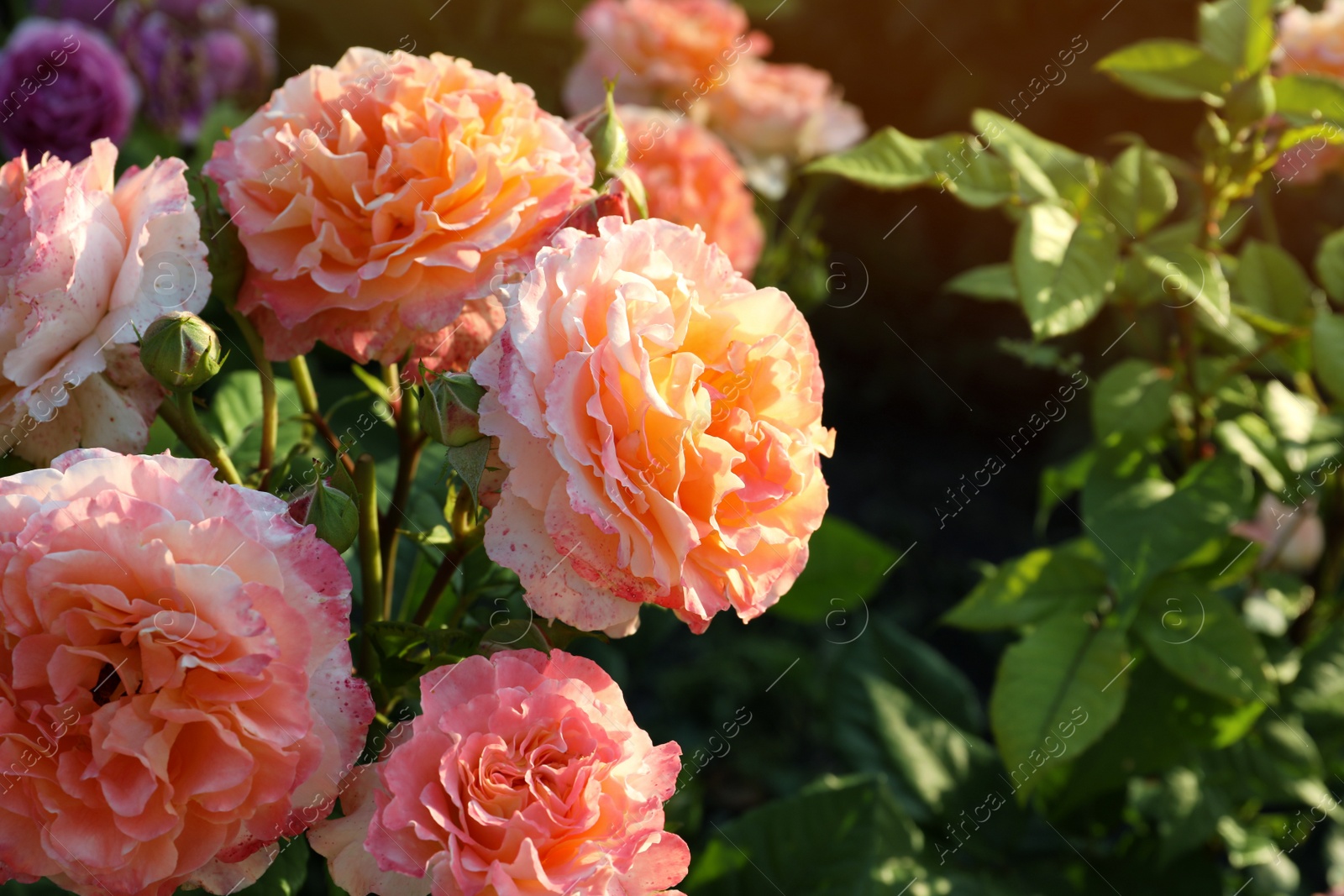 Photo of Beautiful blooming coral roses on bush outdoors. Space for text