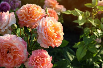 Beautiful blooming coral roses on bush outdoors. Space for text