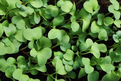 Photo of Fresh microgreens growing in soil as background, closeup