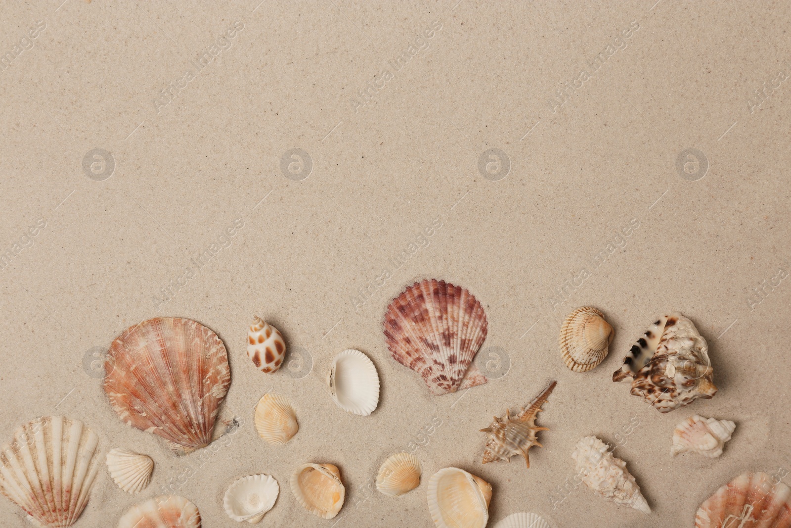 Photo of Seashells on beach sand, top view with space for text