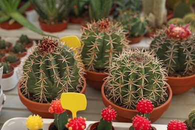 Photo of Many different cacti in pots on table