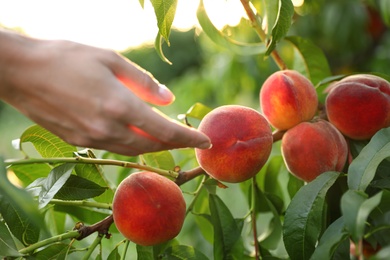 Woman picking ripe peach from tree in garden, closeup view