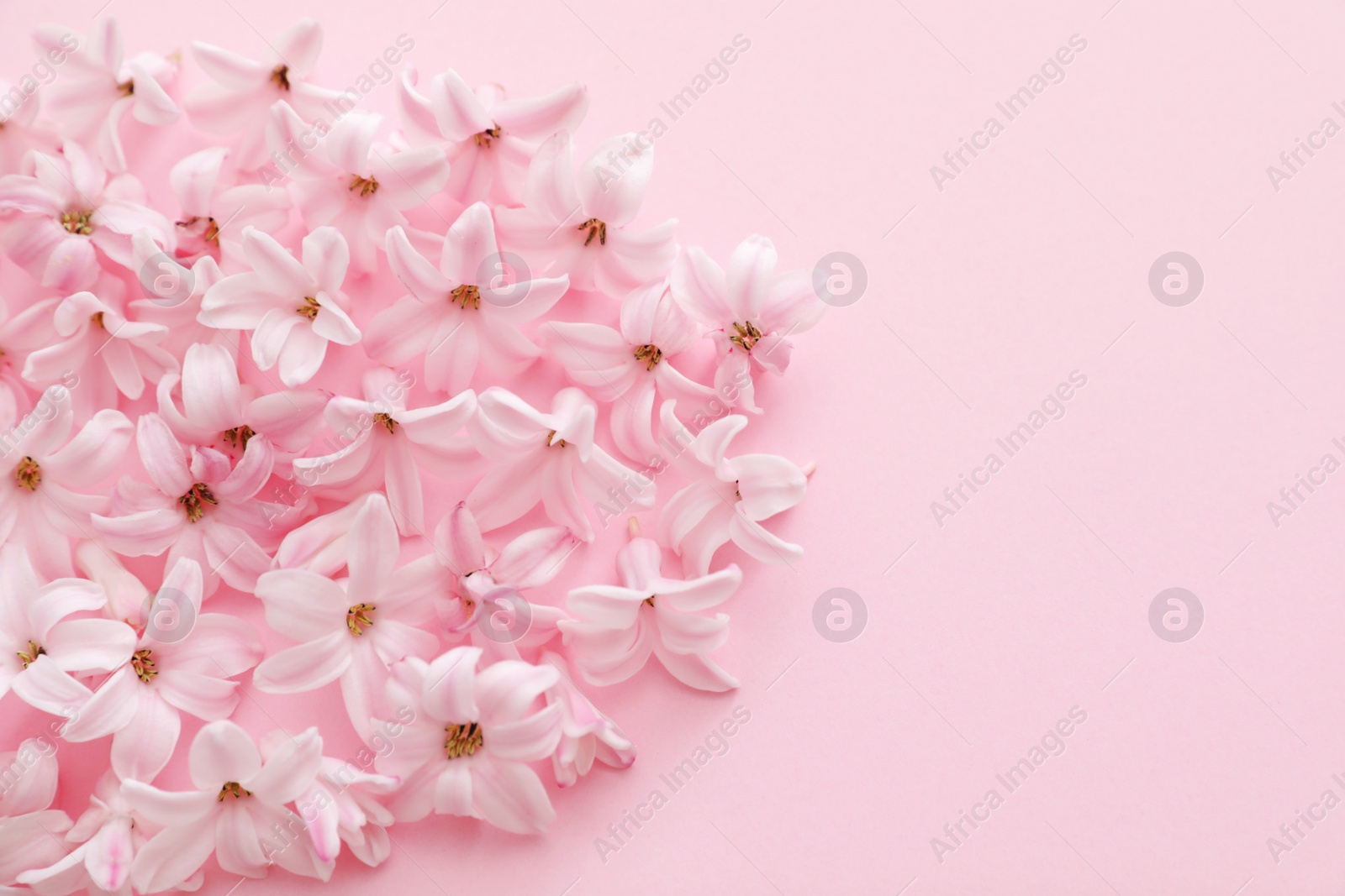 Photo of Pile of spring hyacinth flowers on color background, closeup. Space for text