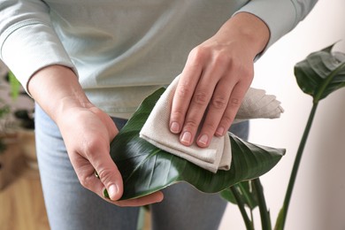 Photo of Woman wiping houseplant's leaves with cloth indoors, closeup