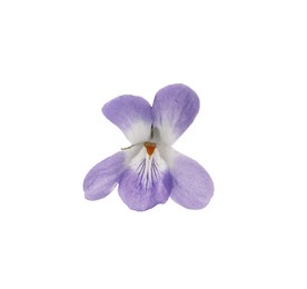 Photo of Beautiful wood violet on white background. Spring flower