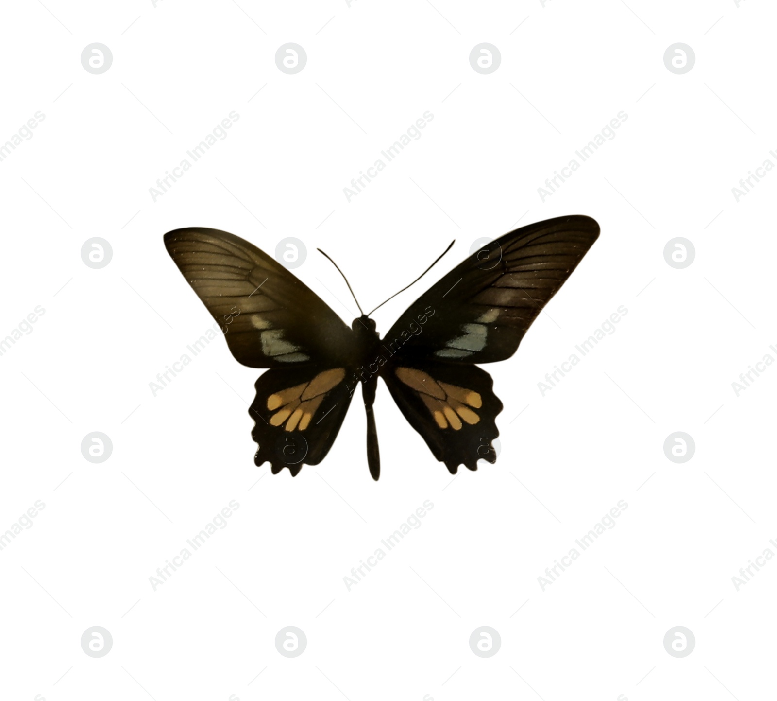 Image of Beautiful fragile exotic butterfly on white background