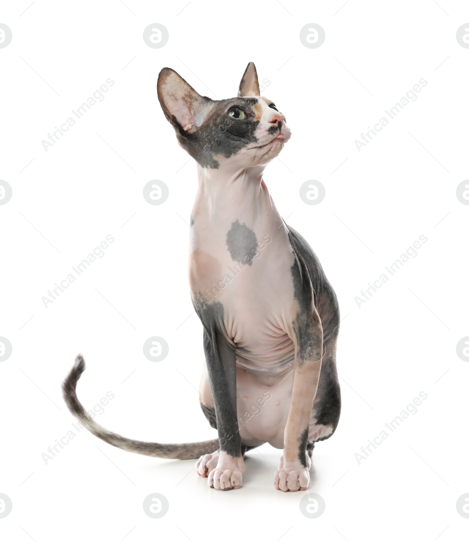 Photo of Cute sphynx cat isolated on white. Friendly pet