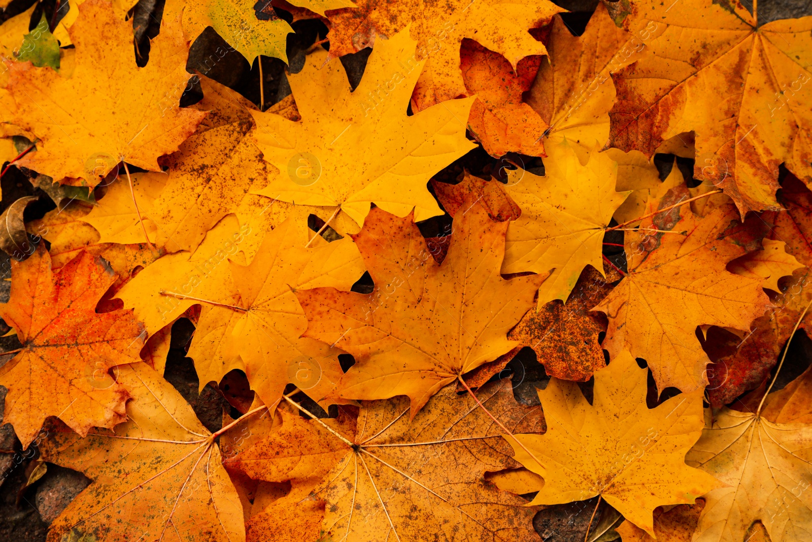 Photo of Top view of dry autumn leaves on ground as background