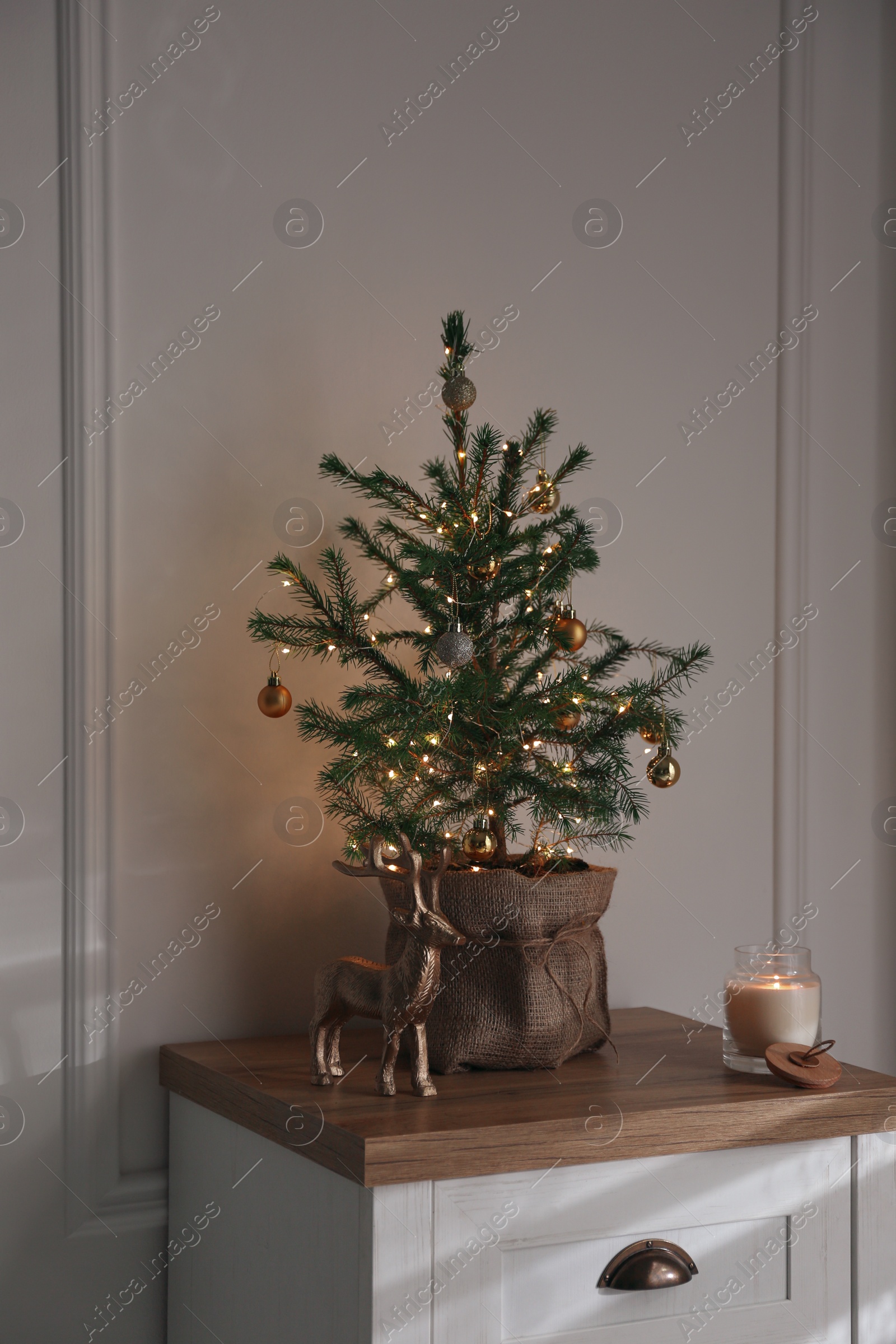 Photo of Chest of drawers with potted fir in room. Interior design