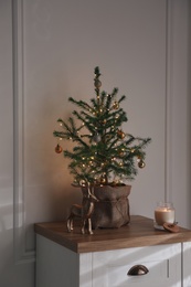 Chest of drawers with potted fir in room. Interior design