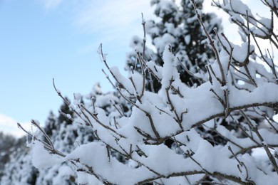 Photo of Beautiful tree covered with snow in winter morning, closeup