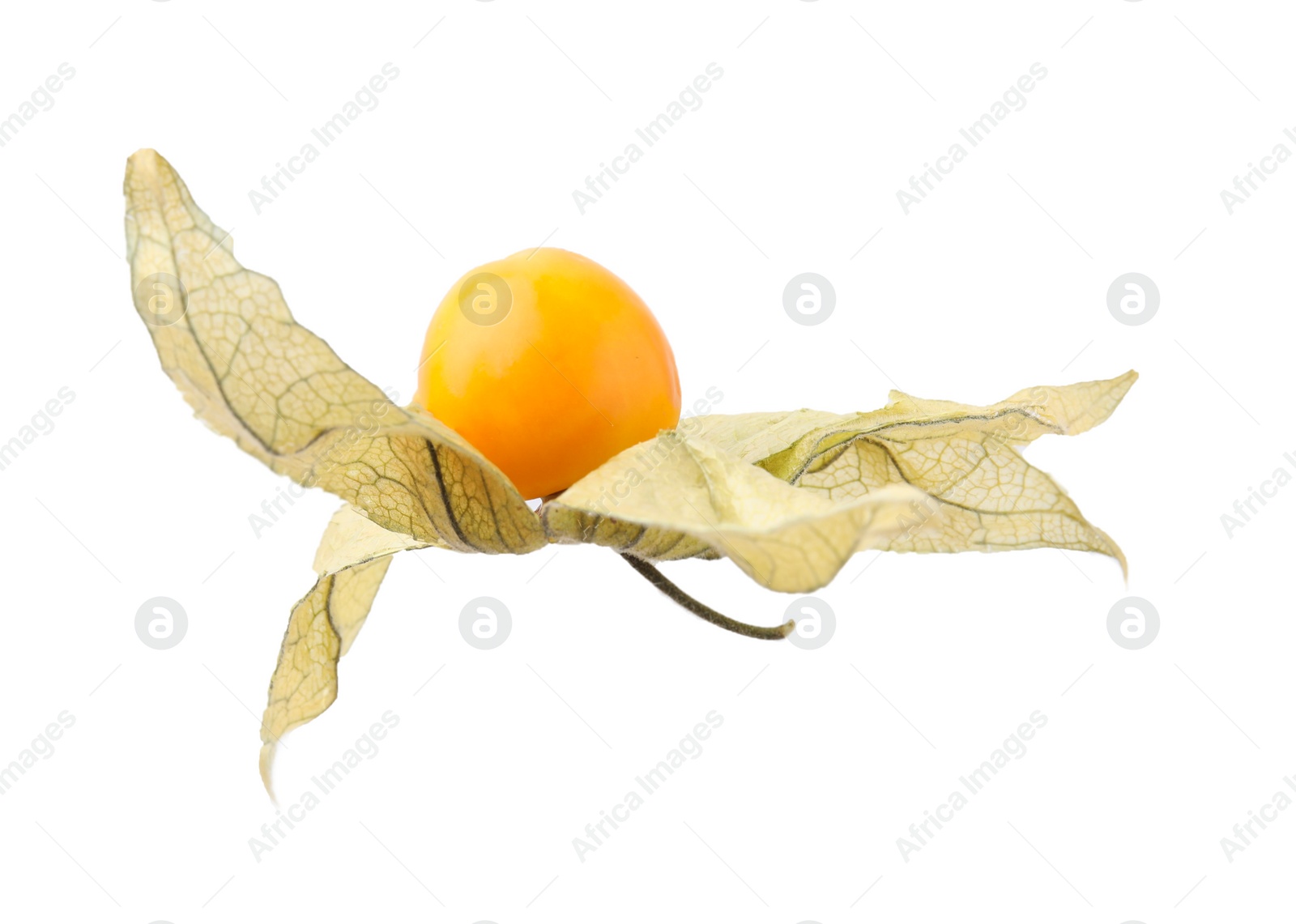 Photo of Ripe physalis fruit with calyx isolated on white