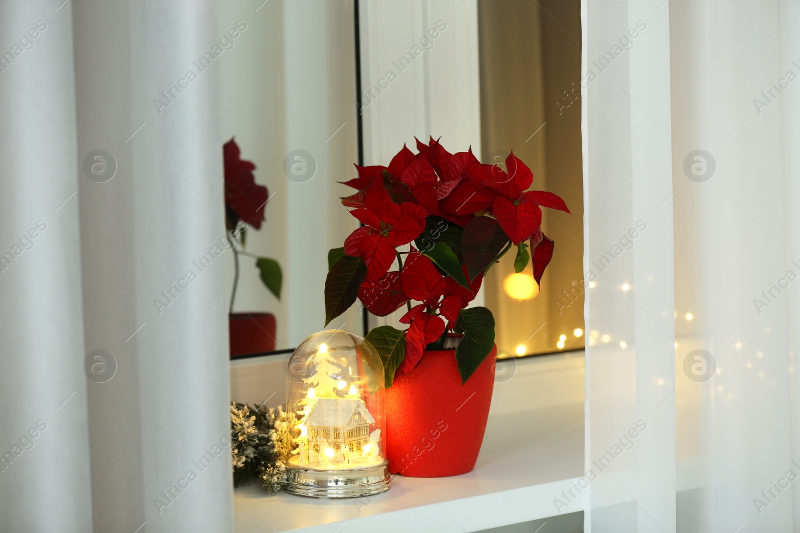 Photo of Potted poinsettia and festive decor on windowsill in room. Christmas traditional flower