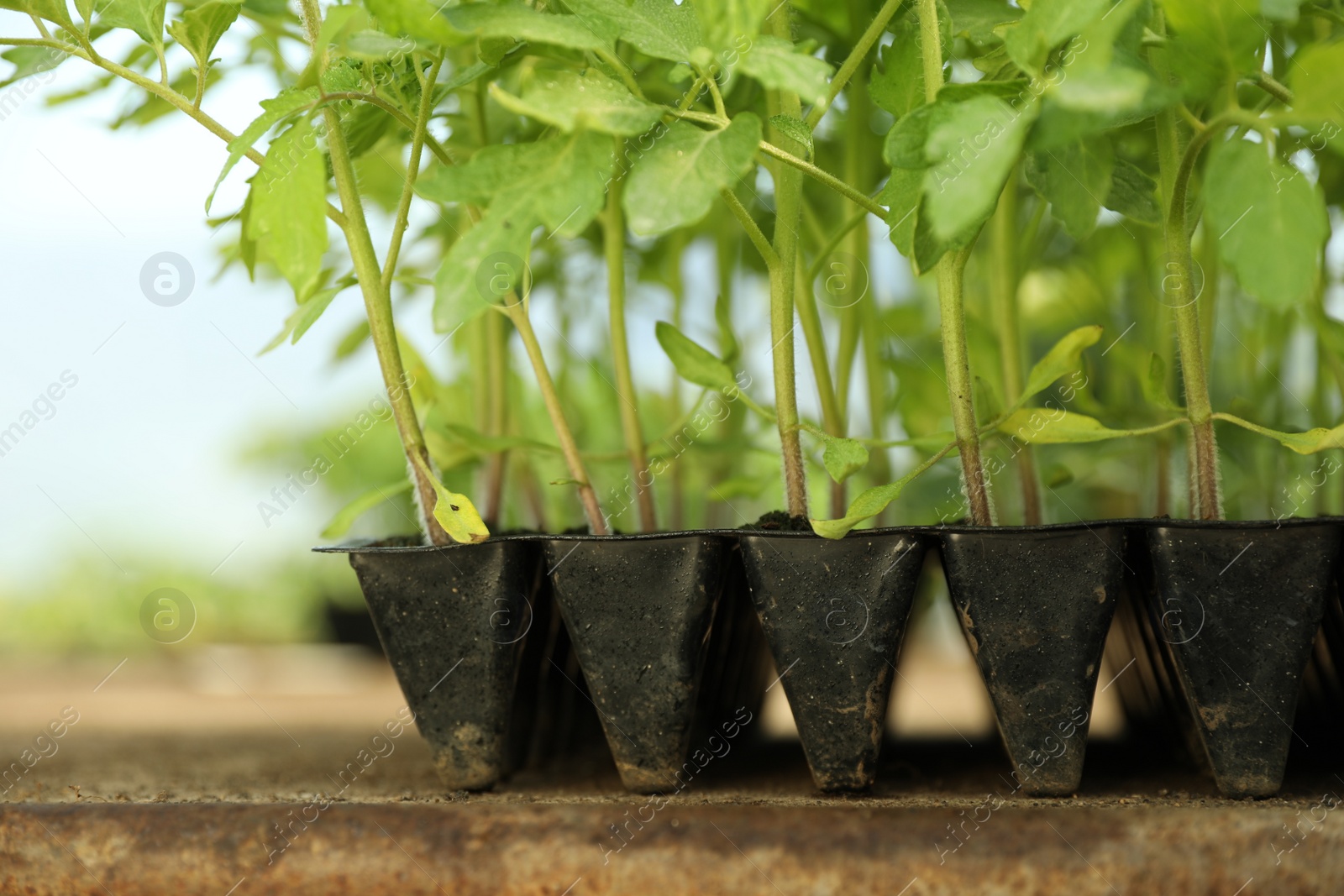 Photo of Many green tomato plants in seedling tray on table, closeup