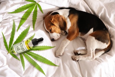 Image of Bottle of CBD oil and cute dog sleeping on bed, top view