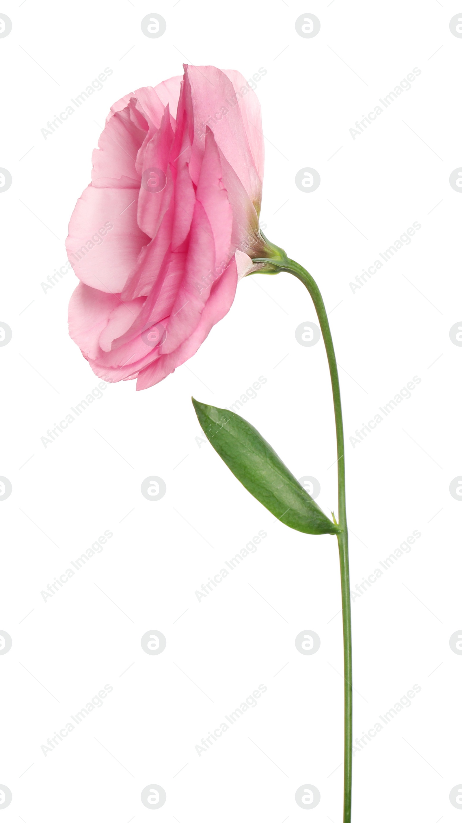 Photo of Beautiful fresh Eustoma flower isolated on white