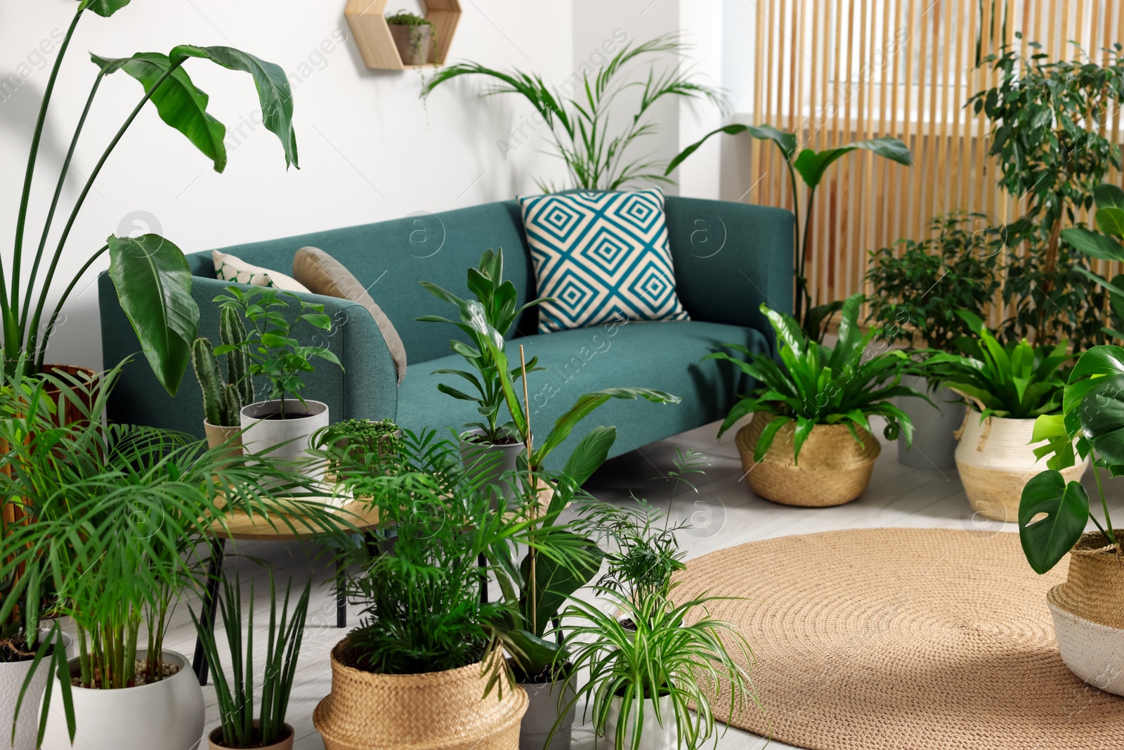 Photo of Relaxing atmosphere. Many different potted houseplants near sofa in room