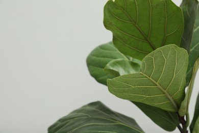 Photo of Fiddle Fig or Ficus Lyrata plant with green leaves on light grey background, closeup. Space for text