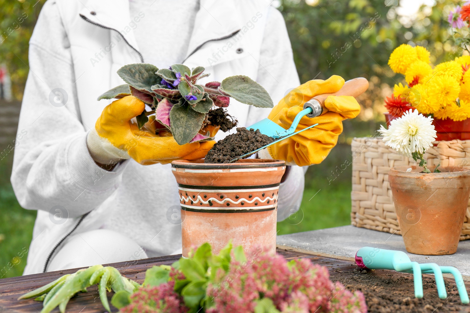 Photo of Woman wearing gardening gloves transplanting flower into pot at wooden table outdoors, closeup
