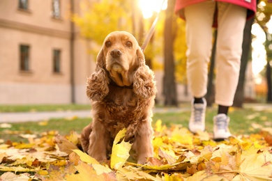 Woman with cute Cocker Spaniel in park on autumn day