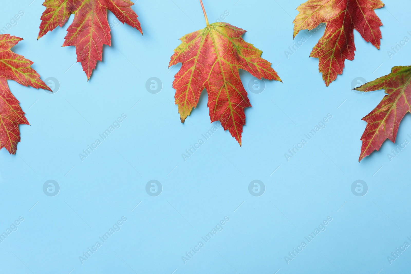 Photo of Colorful autumn leaves on light blue background, flat lay. Space for text