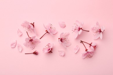 Photo of Beautiful spring tree blossoms and petals on pink background, flat lay