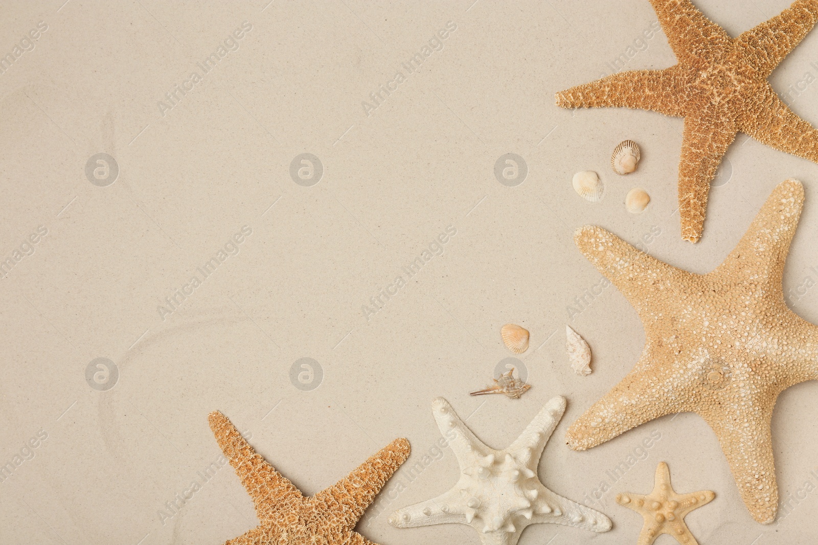 Photo of Seashells and starfishes on beach sand, top view with space for text