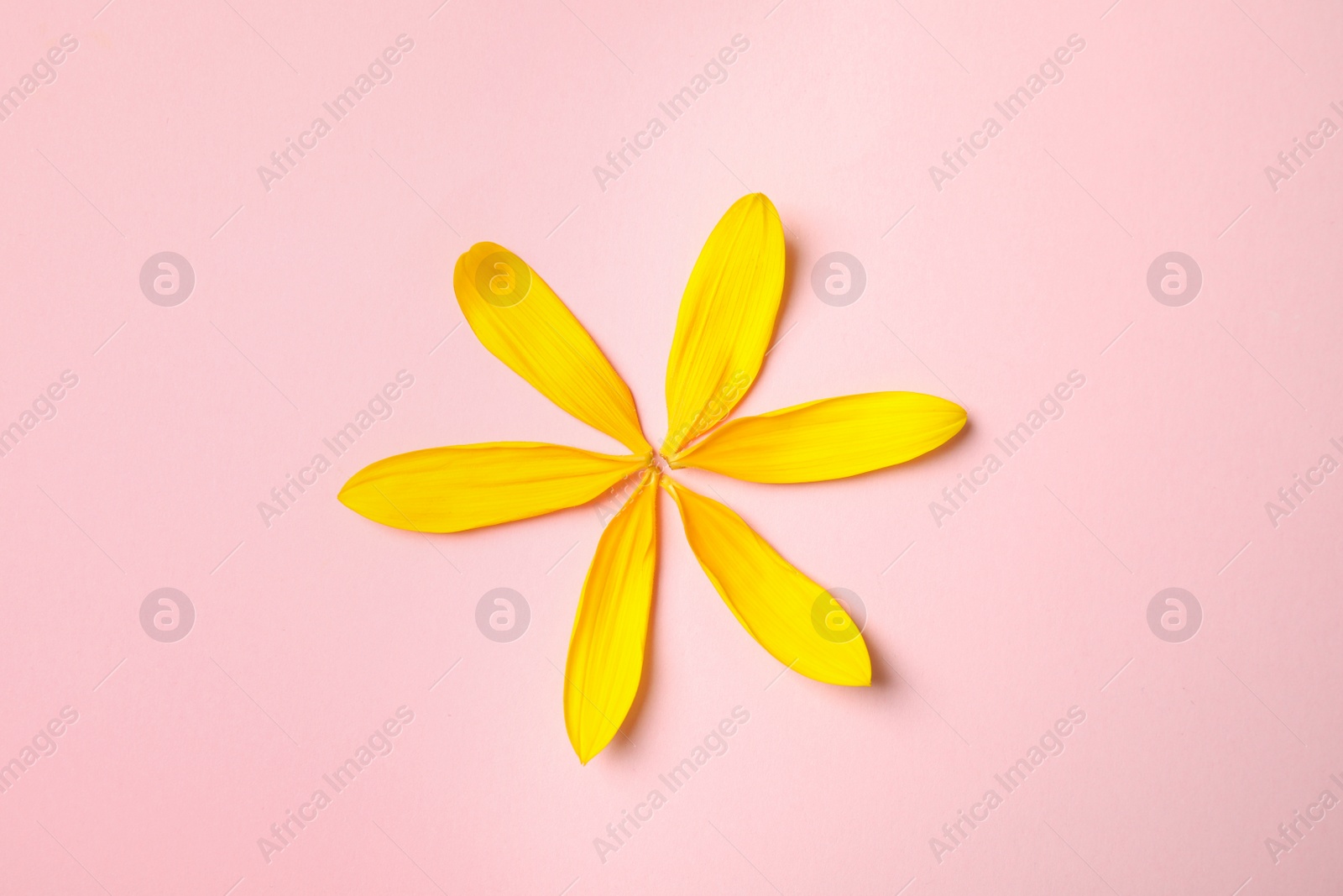 Photo of Fresh yellow sunflower petals on pink background, flat lay