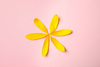 Fresh yellow sunflower petals on pink background, flat lay