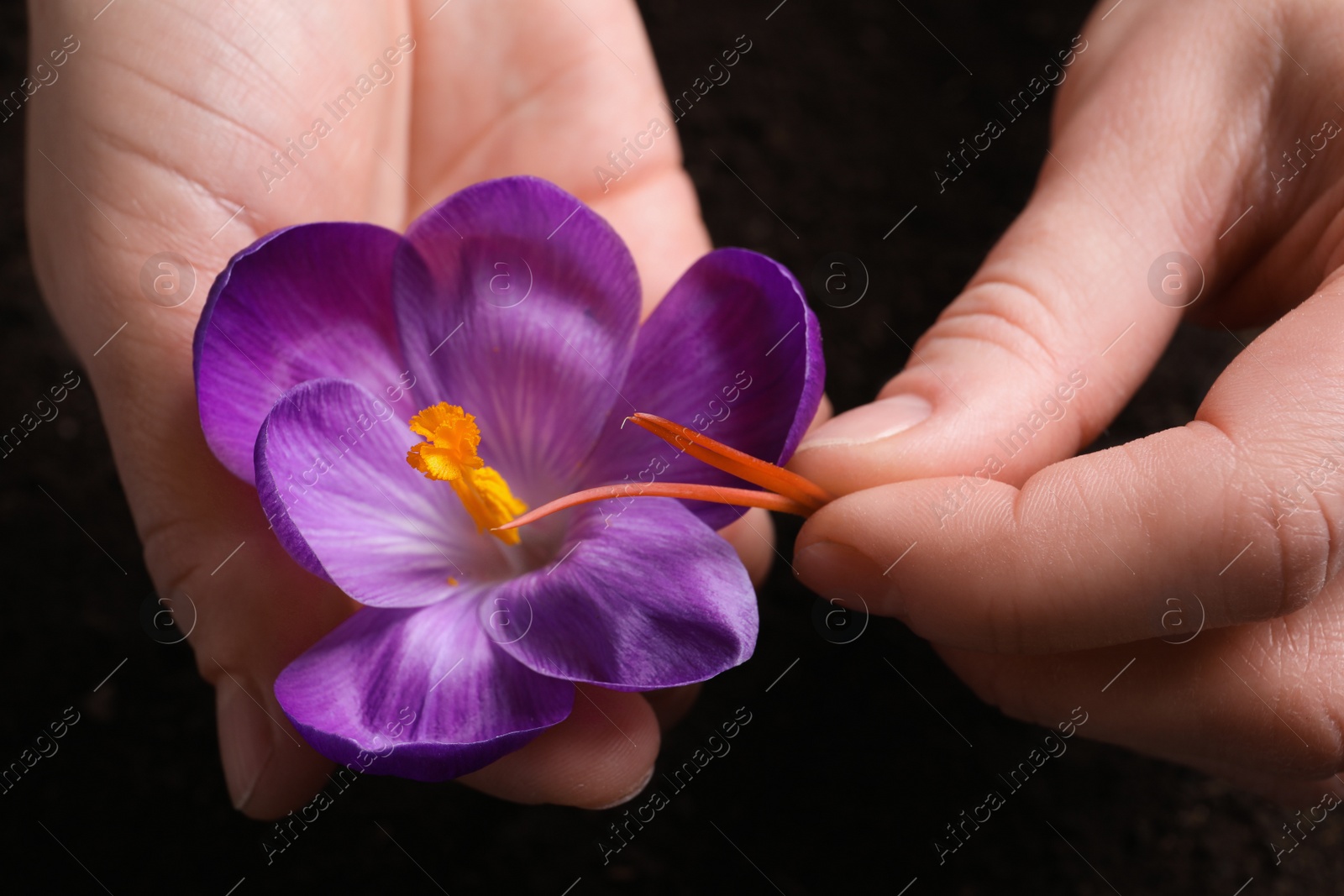 Photo of Woman with beautiful Saffron crocus flower outdoors, closeup