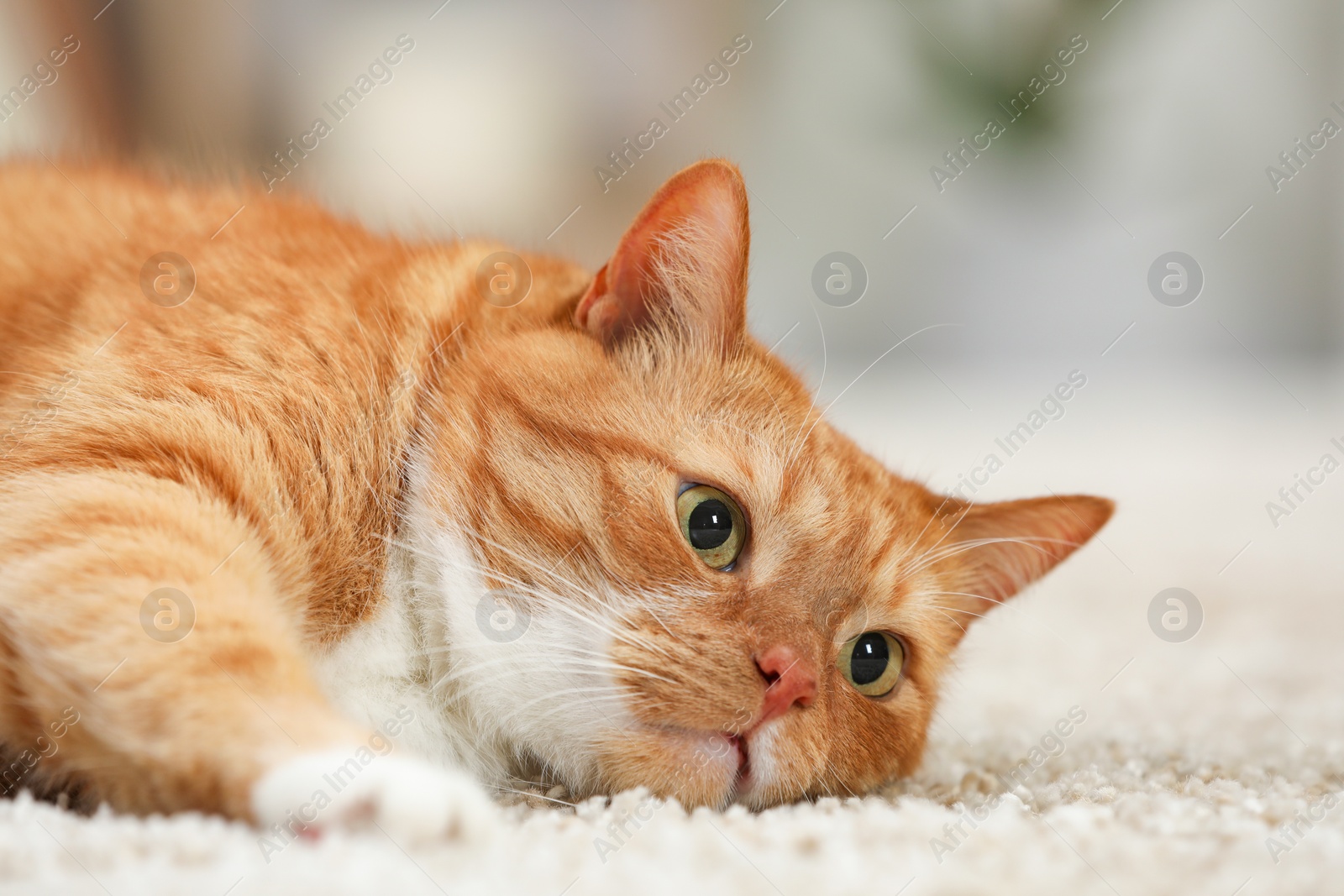 Photo of Cute ginger cat lying on carpet at home, closeup