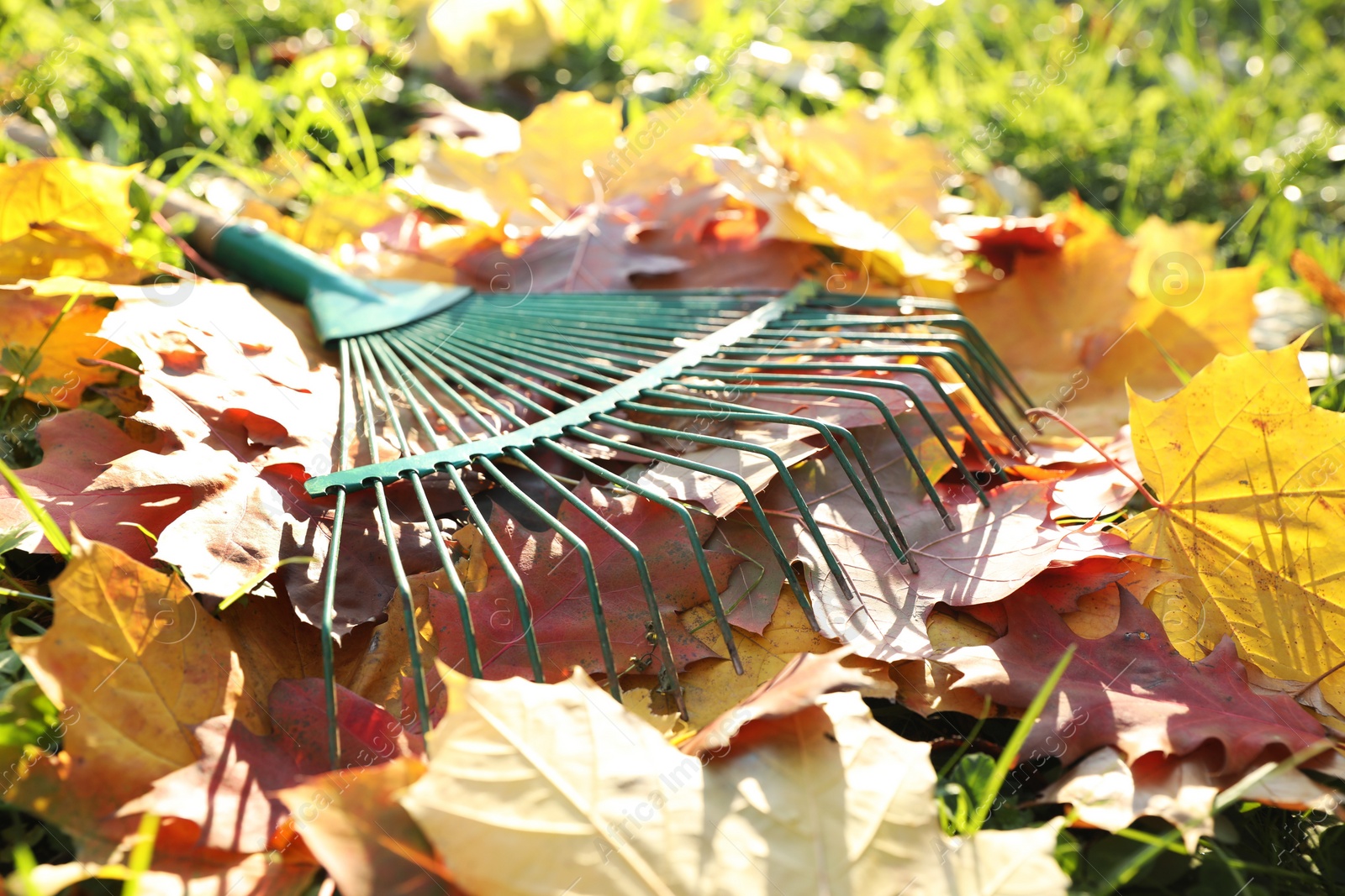 Photo of Rake and fall leaves on grass outdoors, closeup