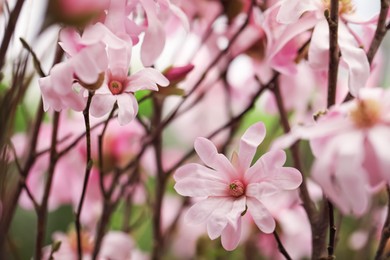 Photo of Closeup view of beautiful blooming magnolia tree outdoors